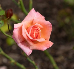 Peach Rose by Sylvia Hick