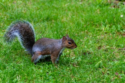Squirrel by Pat Divilly