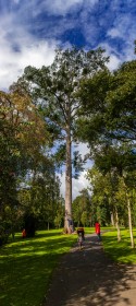 Tall Tree Vertorama by Pat Divilly
