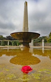 The Rose in the Fountain by Gerry Donovan