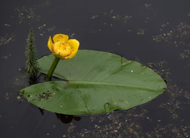 Water Lily by Sylvia Hick