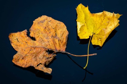 Autumn Colours - Rob Hackett