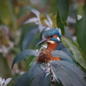 Kingfisher by Ken Dobson