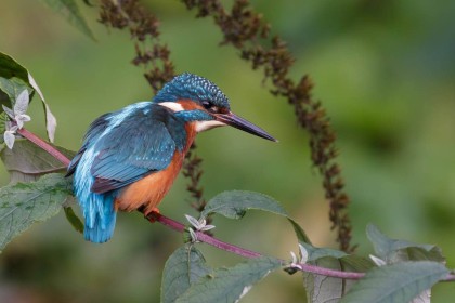 Kingfisher on the Dodder by Ken Dobson