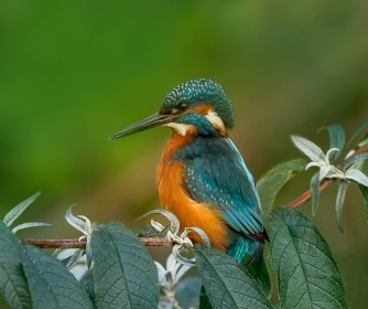 Kingfisher by Matt Dunne
