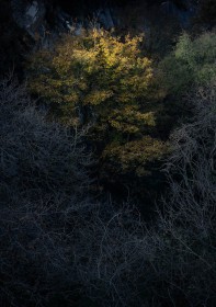 Thilo Rusche - Autumn in Woodlands No 2