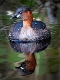 Little Grebe by Robbie O'Leary