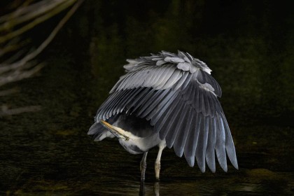 1st: Heron by Jimmy Freeley