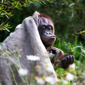 Highly Commended: Monkey Business by Liam Haines