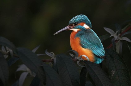 Kingfisher by Stephen Marshall