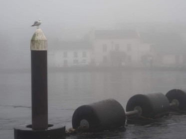 Foggy Morning by Pat Coffey