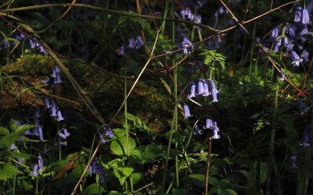 Highly Commended: Hidden Bluebells by Pat Coffey
