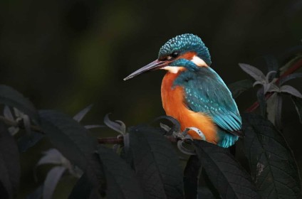 Highly Commended: Kingfisher by Stephen Marshall