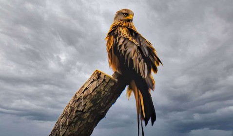 Highly Commended: Roosting Red Kite at Avoca Wicklow by Jimmy Freeley