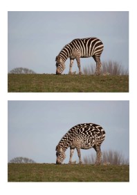 Zebra by Debbie McHugh