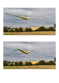 Gliding Wings by Debbie McHugh