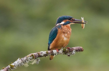 Kingfisher by Robbie O'Leary