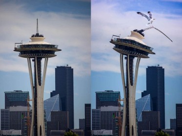 Seattle Needle "pupper warp" by Russell Burke