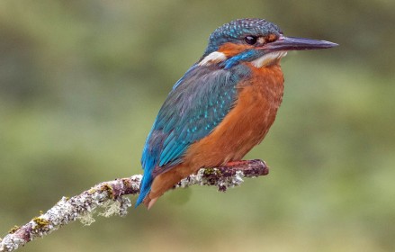 Kingfisher (Composite on Branch) by Robbie O'Leary