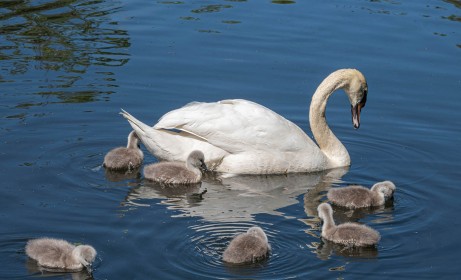 Mother Swan by Sylvia Hick (Before)