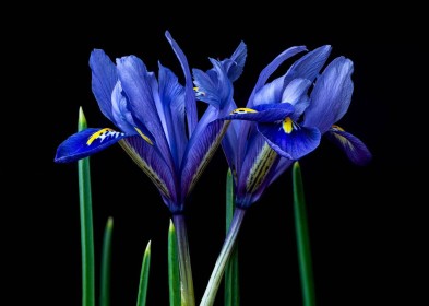 Blue Iris by Mary Hahn (Before)