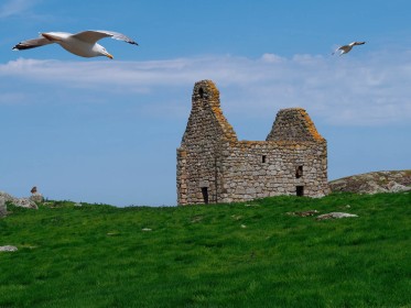Dalkey Island Birds by Ger Connell
