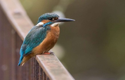 Kingfisher (Original perched on handrail) by Robbie O'Leary