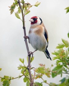 Goldfinch by Robert O'Leary