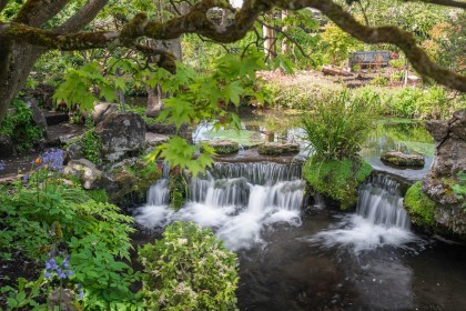 Japanese Gardens, Kildare by Trevor Stafford