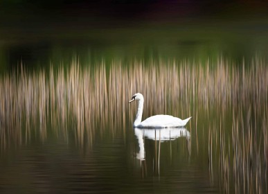 Michael McNamara "Swan" - After