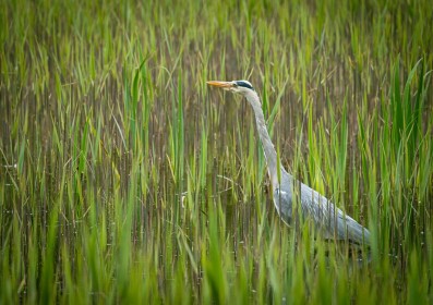 Peeping out above the Reeds by Sylvia Hick