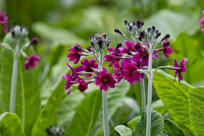 Primula at Emo Court by Jean Clarke
