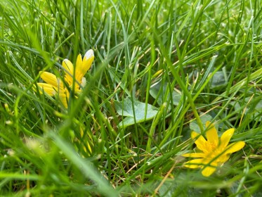 The Green Green Grass of Home by John Staunton