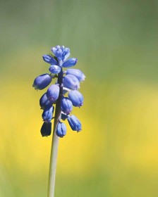 Bluebell by Jerome Fennell
