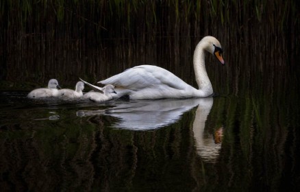 Swan Family by Robert O'Leary