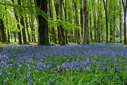 Woodland Bluebells at Emo Court by Jean Clarke
