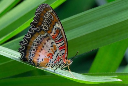 Lacewing by Frank Kenny