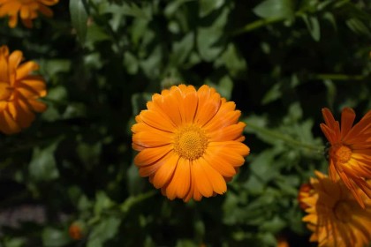 Orange Flower by Trevor Stafford