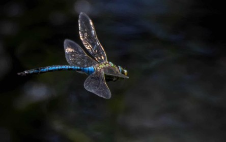 Emperor Dragonfly by Robert O'Leary