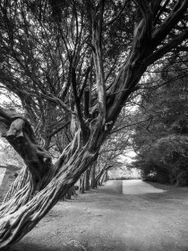 Kilmacurragh Tree by Peter Brennan