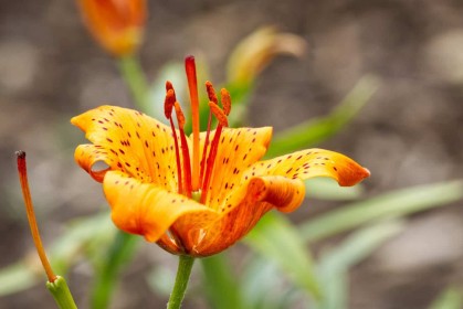 Orange Lily by Jean Clarke