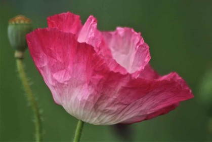 Pink Wildflower by Katherine O'Boyle