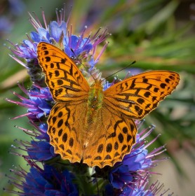 Silverwashed Fritillary by Robert O'Leary