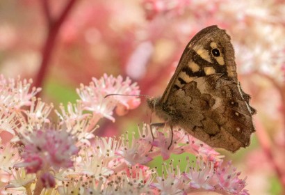 Speckled Wood by Robert O'Leary
