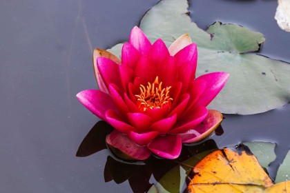 Waterlilly by Pat Divilly