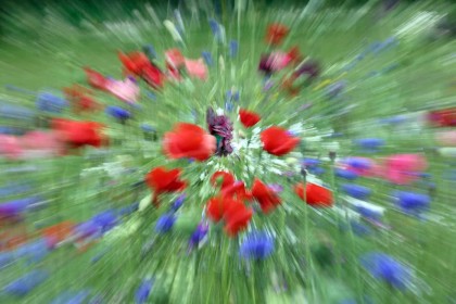 Wild Flower Burst by Gerry Donovan