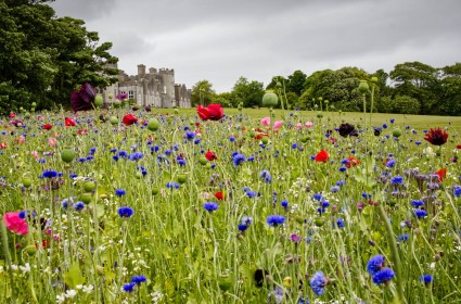 Wildflower Meadow Ardgillan Castle by Jean Clarke
