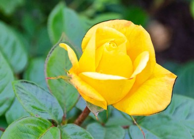 Yellow Rose of Texas by Pat Divilly