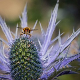 Bee on a blue Thistle by Sylvia Hick