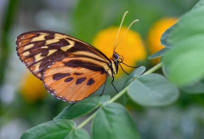 Butterfly by Joe Tulie
